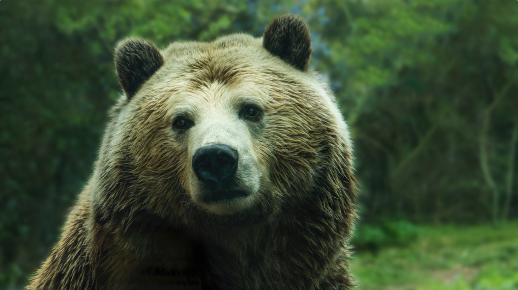 棕熊 棕色 森林 呆呆 12k动物壁纸-Mac软件免费下载-Mac良选
