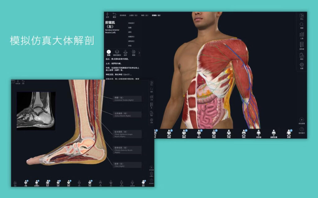图片[1]-Complete Anatomy for Mac v11.0 3D人体解刨图谱学习工具-Mac软件免费下载-Mac良选
